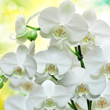 Фотообои Белые орхидеи В1-085 (3,0х2,7 м), Дивино Декор 1