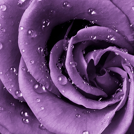 Фотообои Роза фиолет A-038 (2,0х2,38), Дивино Декор 1